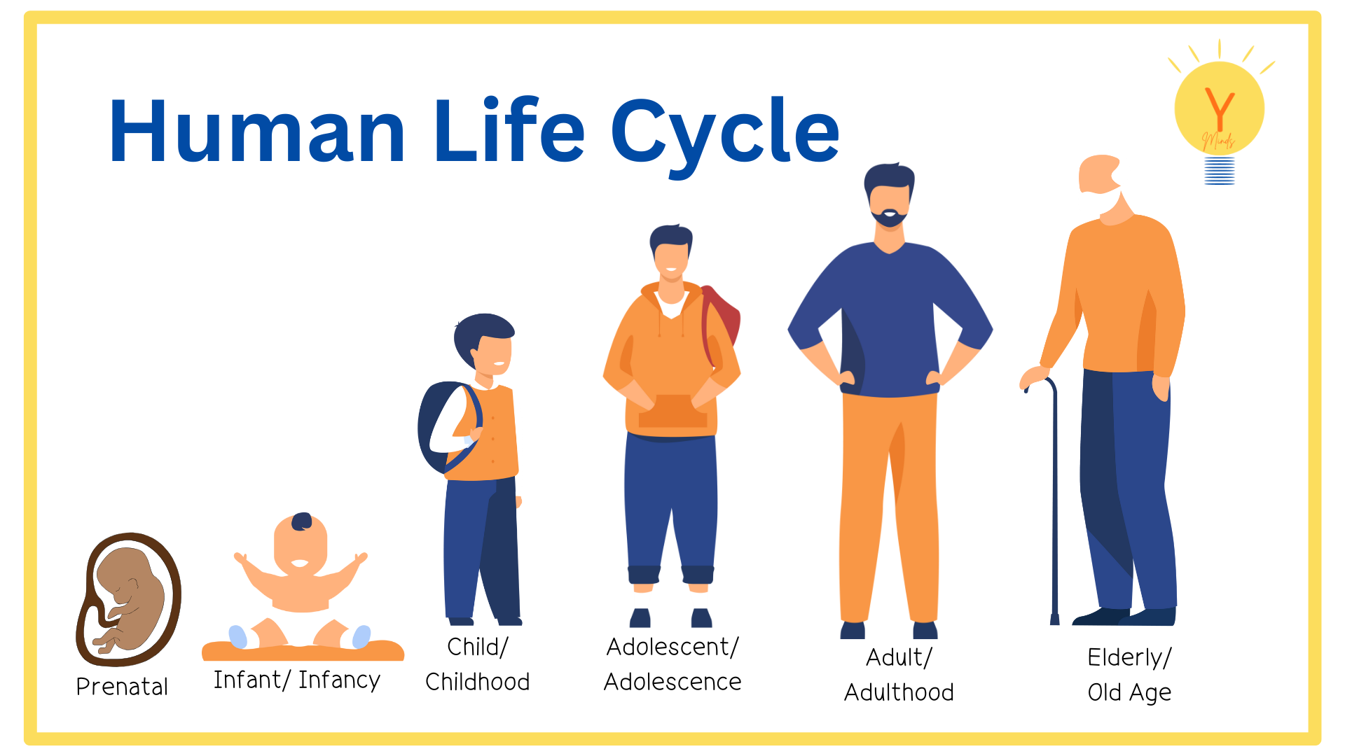 Cycle Of Human Life